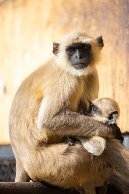 Indian Gray langur (Semnopithecus) ya da Hanuman langur 'un portresi