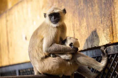 Indian Gray langur (Semnopithecus) ya da Hanuman langur 'un portresi