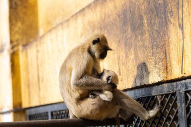Indian Gray langur (Semnopithecus) ya da Hanuman langur 'un portresi