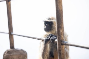 Indian Gray langur (Semnopithecus) ya da Hanuman langur 'un portresi