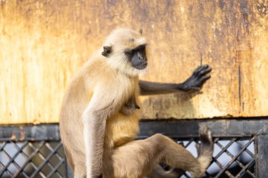 Indian Gray langur (Semnopithecus) ya da Hanuman langur 'un portresi