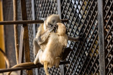 Indian Gray langur (Semnopithecus) ya da Hanuman langur 'un portresi