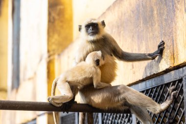 Portrait of Indian Gray langur (Semnopithecus) or Hanuman langur while sitting on the rallying of building clipart