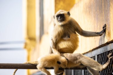 Indian Gray langur (Semnopithecus) ya da Hanuman langur 'un portresi