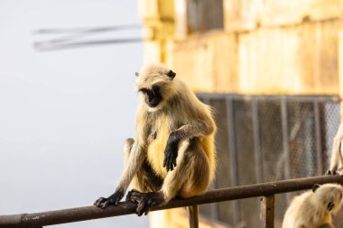 Indian Gray langur (Semnopithecus) ya da Hanuman langur 'un portresi
