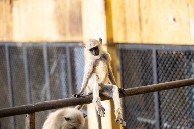 Indian Gray langur (Semnopithecus) ya da Hanuman langur 'un portresi