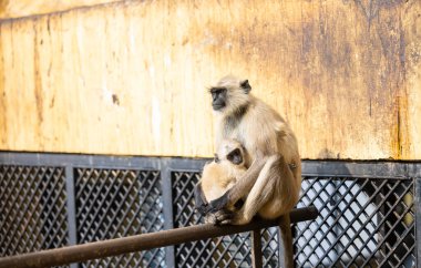 Indian Gray langur (Semnopithecus) ya da Hanuman langur 'un portresi