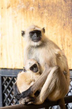 Indian Gray langur (Semnopithecus) ya da Hanuman langur 'un portresi