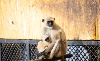 Indian Gray langur (Semnopithecus) ya da Hanuman langur 'un portresi