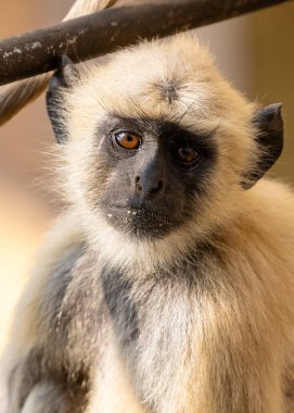 Indian Gray langur (Semnopithecus) ya da Hanuman langur 'un portresi