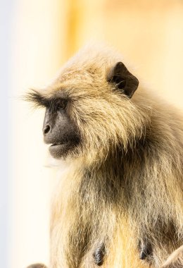 Portrait of Indian Gray langur (Semnopithecus) or Hanuman langur while sitting on the rallying of building clipart