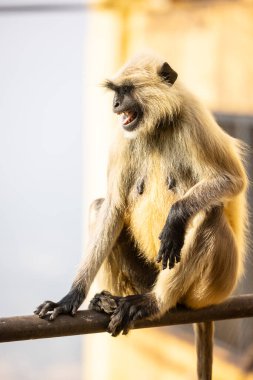 Indian Gray langur (Semnopithecus) ya da Hanuman langur 'un portresi