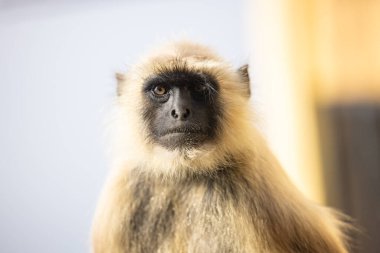 Portrait of Indian Gray langur (Semnopithecus) or Hanuman langur while sitting on the rallying of building clipart