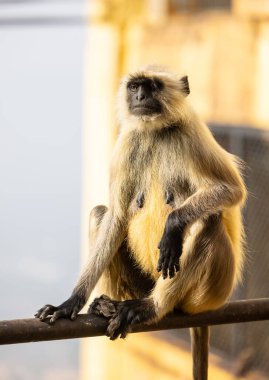 Portrait of Indian Gray langur (Semnopithecus) or Hanuman langur while sitting on the rallying of building clipart