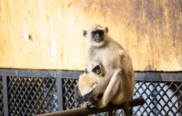 Indian Gray langur (Semnopithecus) ya da Hanuman langur 'un portresi