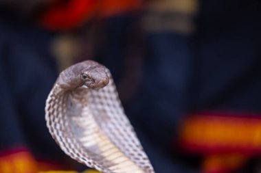 Hindistan Gözlüklü Kobra (Naja naja)
