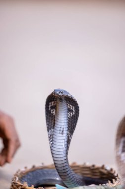 Varanasi dilinde Hindistan Gözlüklü Kobra (Naja naja).