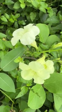 Yeşil yaprak, bitki örtüsü