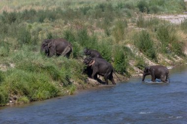 Herd of Asiatic elephant (Elephas maximus) at the grassland of forest clipart