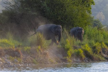 Herd of Asiatic elephant (Elephas maximus) at the grassland of forest clipart