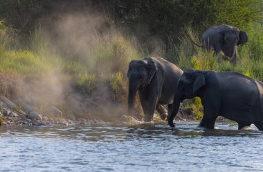 Herd of Asiatic elephant (Elephas maximus) at the grassland of forest clipart