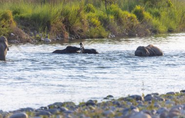 Orman otlaklarında Asya fil sürüsü (Elephas maximus)