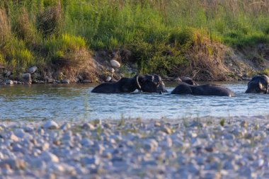 Orman otlaklarında Asya fil sürüsü (Elephas maximus)