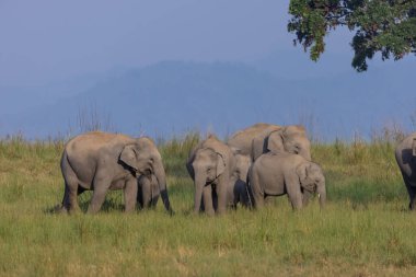Orman otlaklarında Asya fil sürüsü (Elephas maximus)