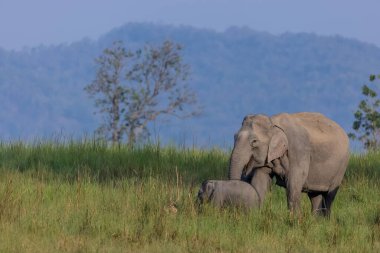 Herd of Asiatic elephant (Elephas maximus) at the grassland of forest clipart