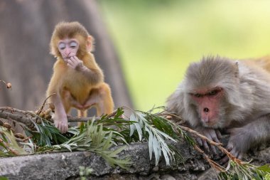 Rhesus macaque mother and baby