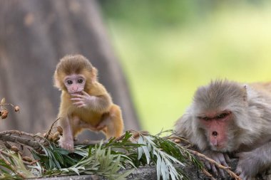Rhesus macaque mother and baby