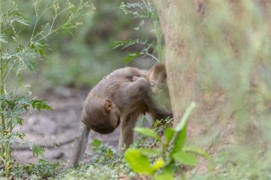 Rhesus macaque mother and baby