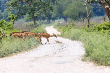 Jim Corbett ormanında benekli geyik..