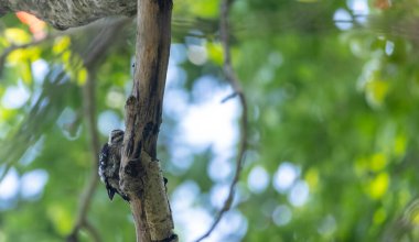 Hint ormanında ağaç gövdesinde sevimli bir kuş. 