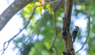 Hint ormanında ağaç gövdesinde sevimli bir kuş. 