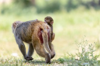 Rhesus macaque mother and baby