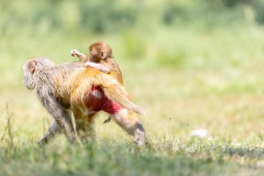 Rhesus macaque mother and baby