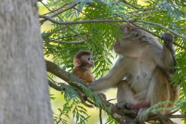 Rhesus macaque mother and baby clipart