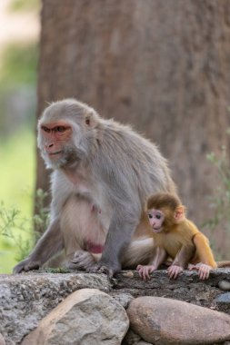 Rhesus macaque mother and baby