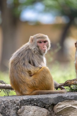 Rhesus (Macaca mulatta) makağı dinleniyor