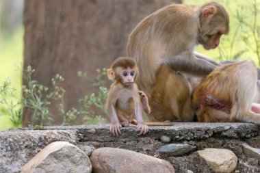 Rhesus macaque mother and baby