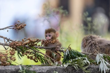 Rhesus macaque mother and baby clipart