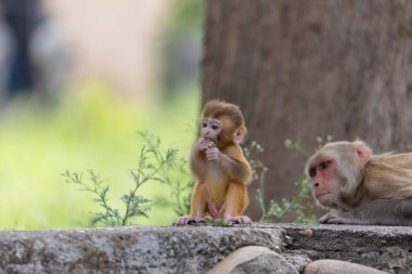 Rhesus macaque mother and baby