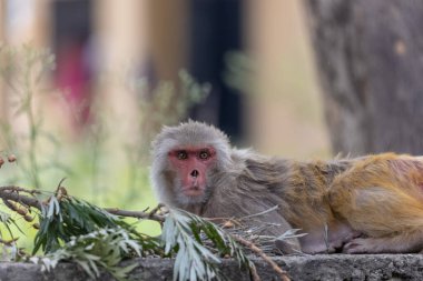 Rhesus (Macaca mulatta) makağı dinleniyor