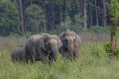 Corbett Ormanı 'ndaki çayırlarda duran Asya filleri (Elephas maximus).