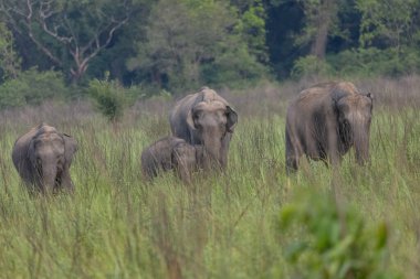 Corbett Ormanı 'ndaki çayırlarda duran Asya filleri (Elephas maximus).