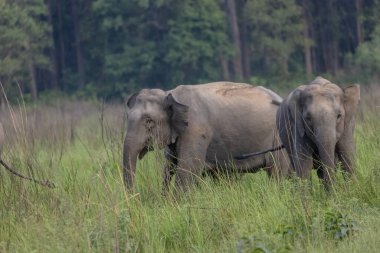 Corbett Ormanı 'ndaki çayırlarda duran Asya filleri (Elephas maximus).