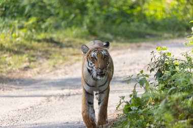 Dişi kaplan (Panthera tigris) ormanın doğal yeşil arka planıyla orman yolunda yürüyor.