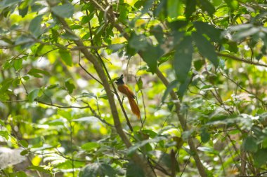 Bir dalda oturan bir kuş
