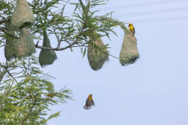 Baya weaver (Ploceus philippinus) bird building nest in the forest. clipart